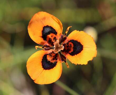 Image of Moraea tulbaghensis L. Bolus