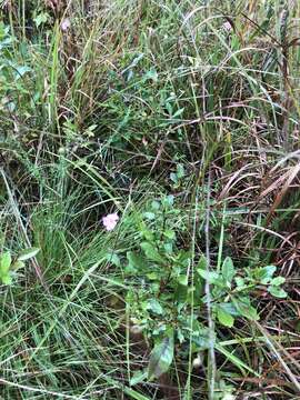 Image of twoline false foxglove