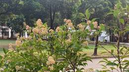 Image de Syzygium acuminatissimum (Bl.) DC.