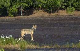 Image of Eurasian Wolf