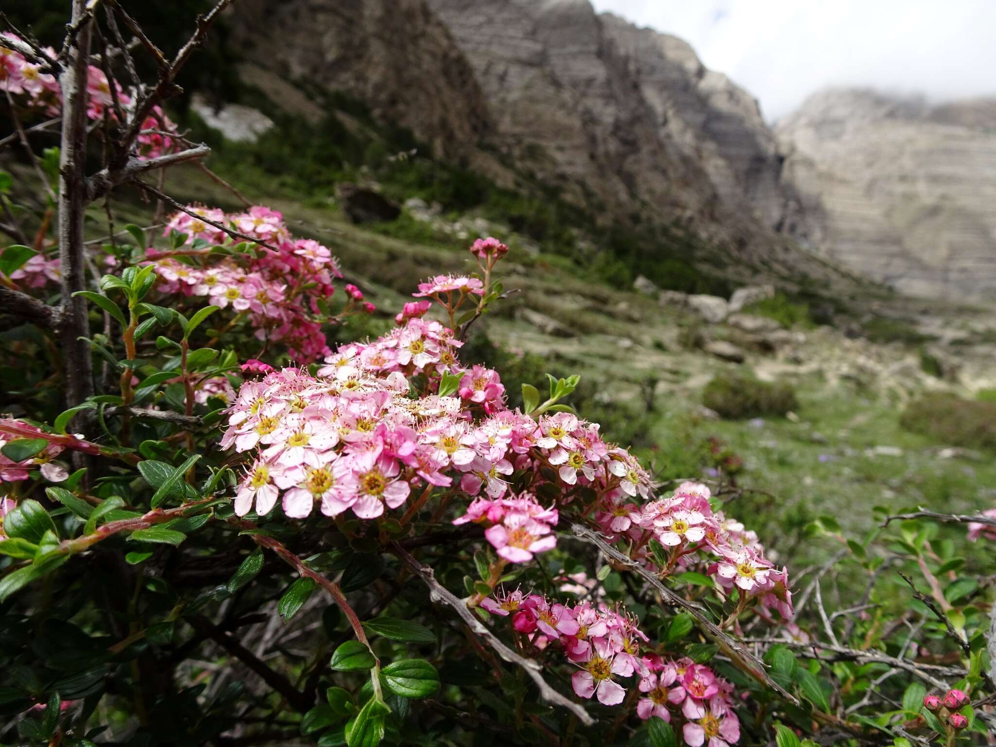 Image of Spiraea arcuata Hook. fil.