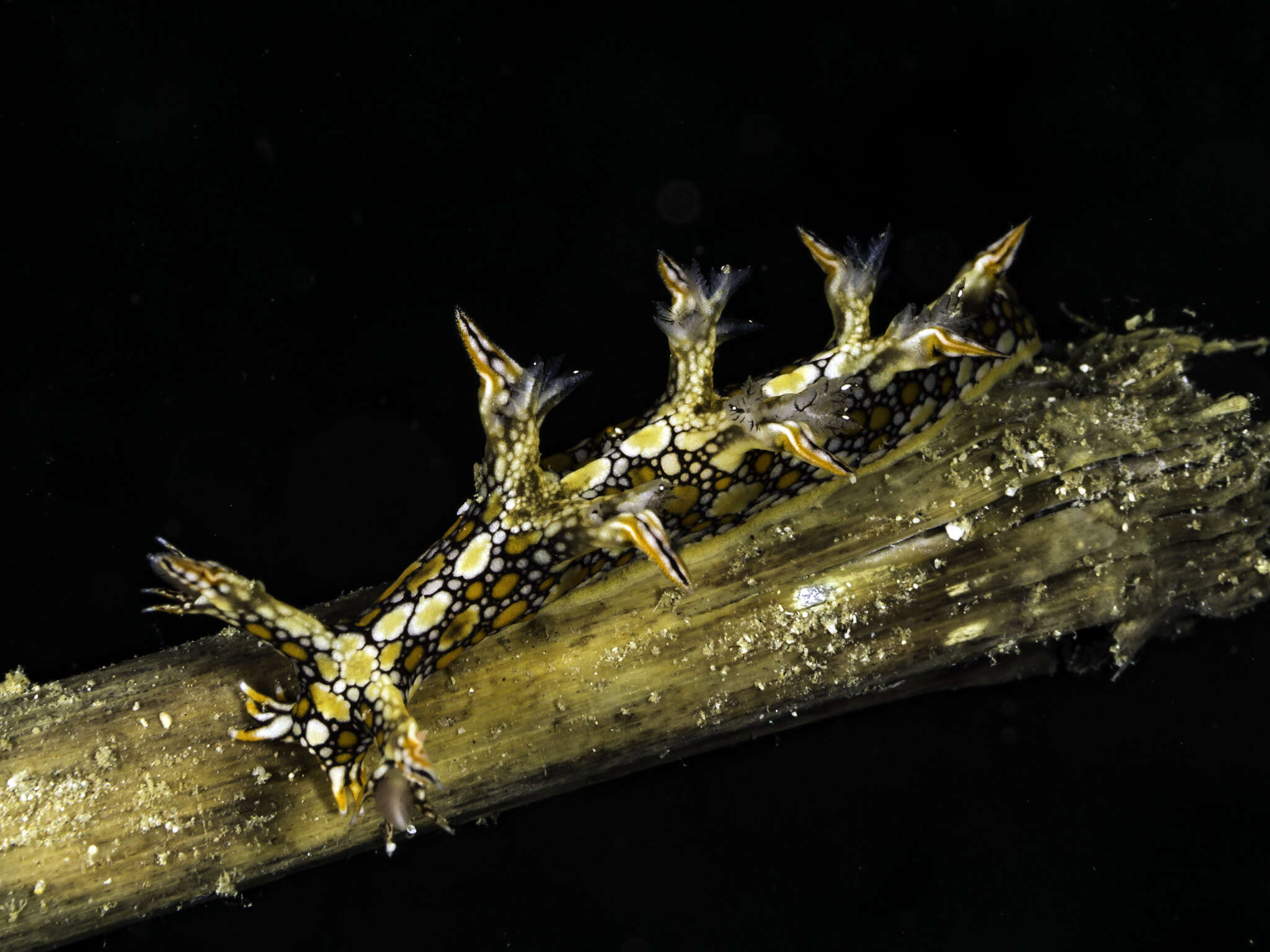 Image of Swimming nudibranch