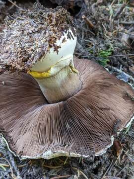 Image of Agaricus moronii Kerrigan 2016