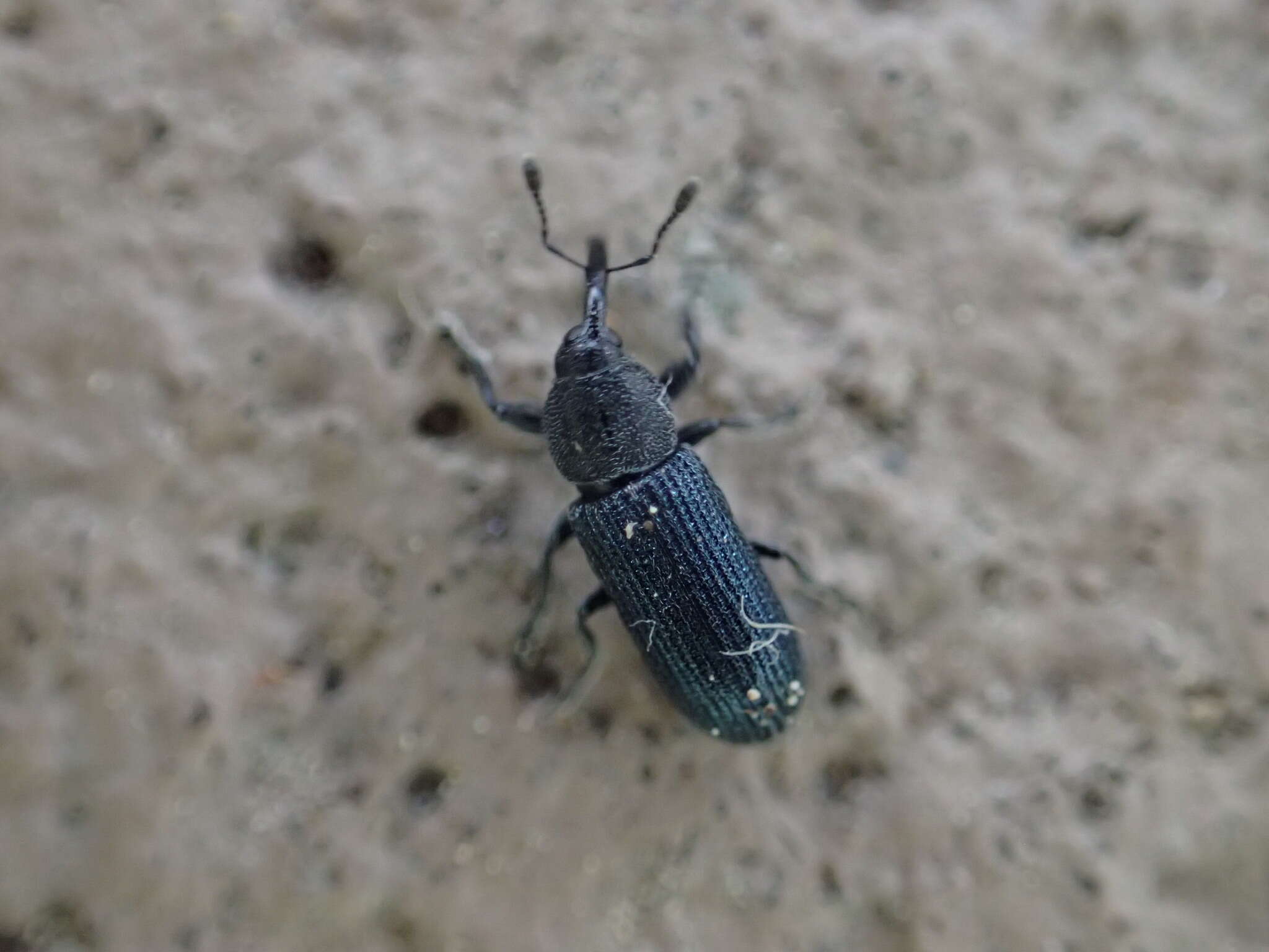 Image of Yellow toadflax stem weevil