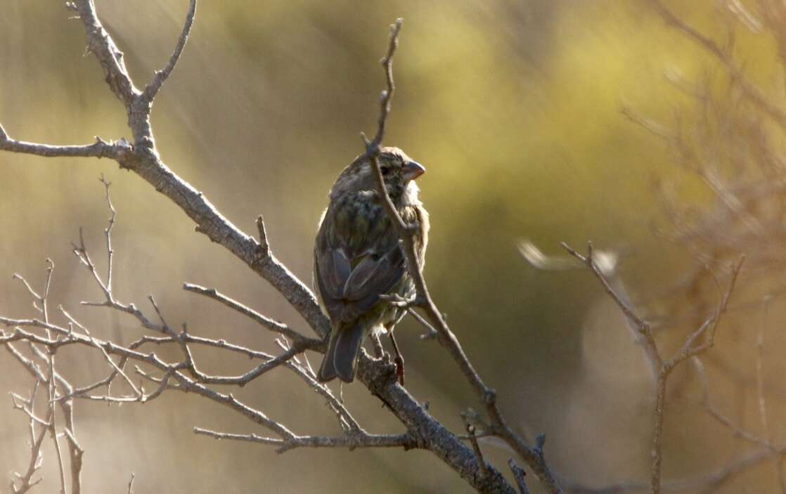 Image of Protea Canary