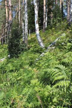 Image of Pteridium latiusculum subsp. pinetorum (C. N. Page & R. R. Mill) Fraser-Jenkins