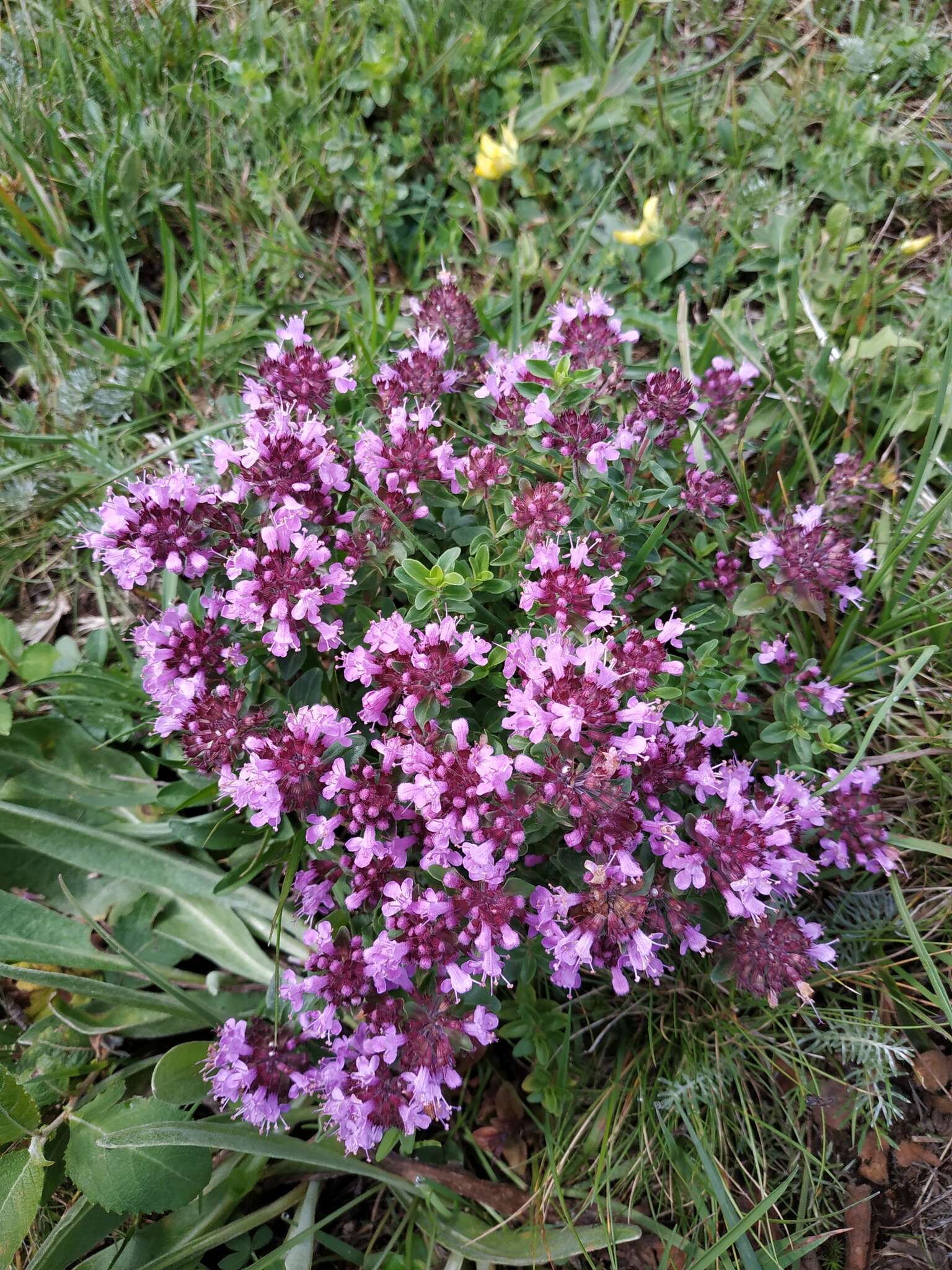 Image of Thymus nummularius M. Bieb.