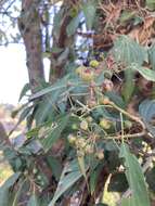 Hedera nepalensis K. Koch resmi