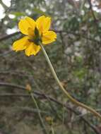 Image of Electranthera cuneifolia (Greenm.) Mesfin, Crawford & Pruski