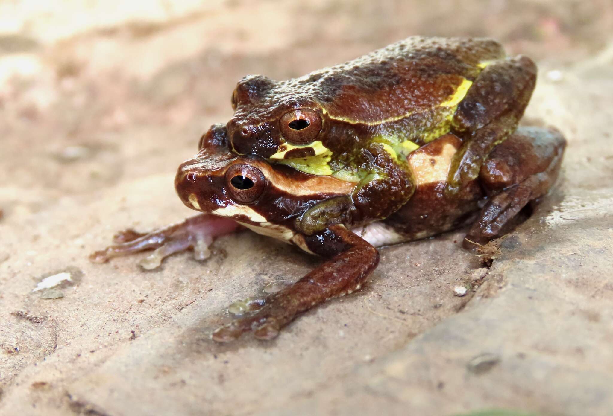 Image de Dendropsophus luteoocellatus (Roux 1927)