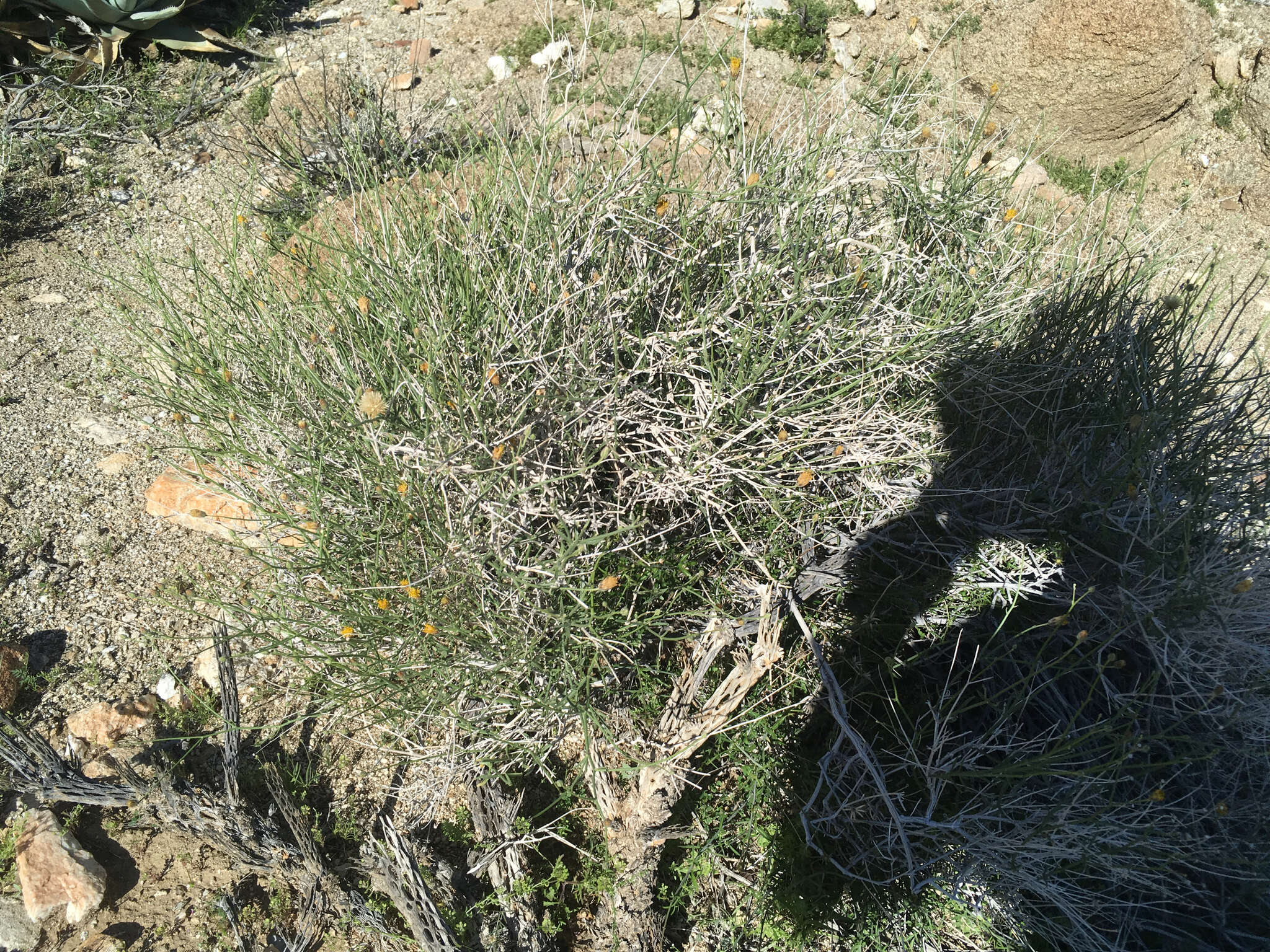 Image de Bebbia juncea (Benth.) Greene