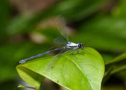 Image of azure flatwing