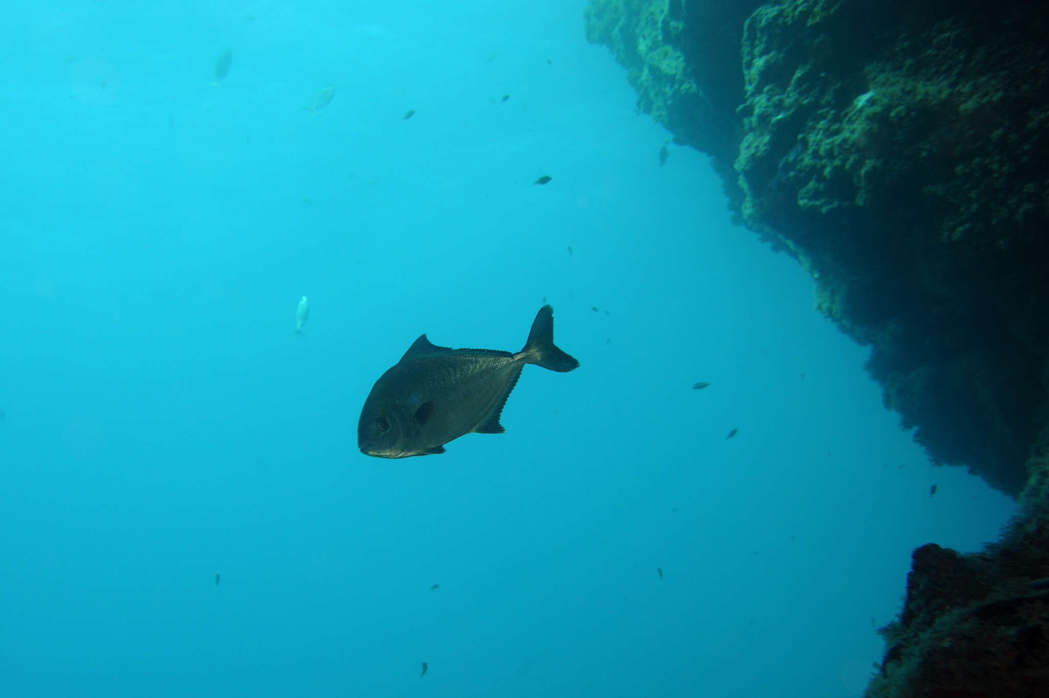 Image of Almaco Amberjack