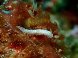 Image of Gymnodoris alba (Bergh 1877)