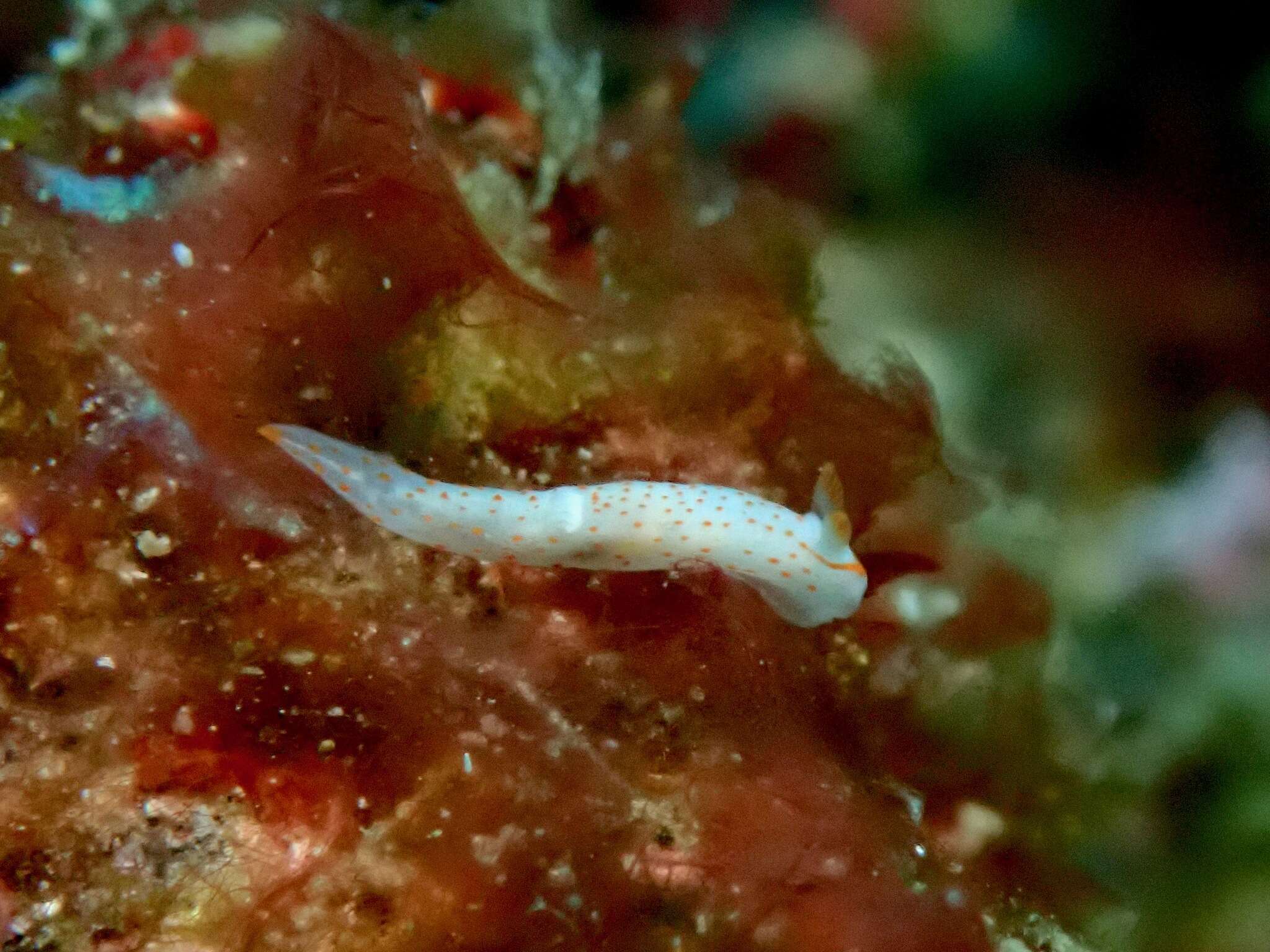 Image of Gymnodoris alba (Bergh 1877)