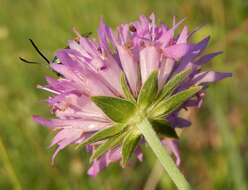 Image of Knautia illyrica Beck