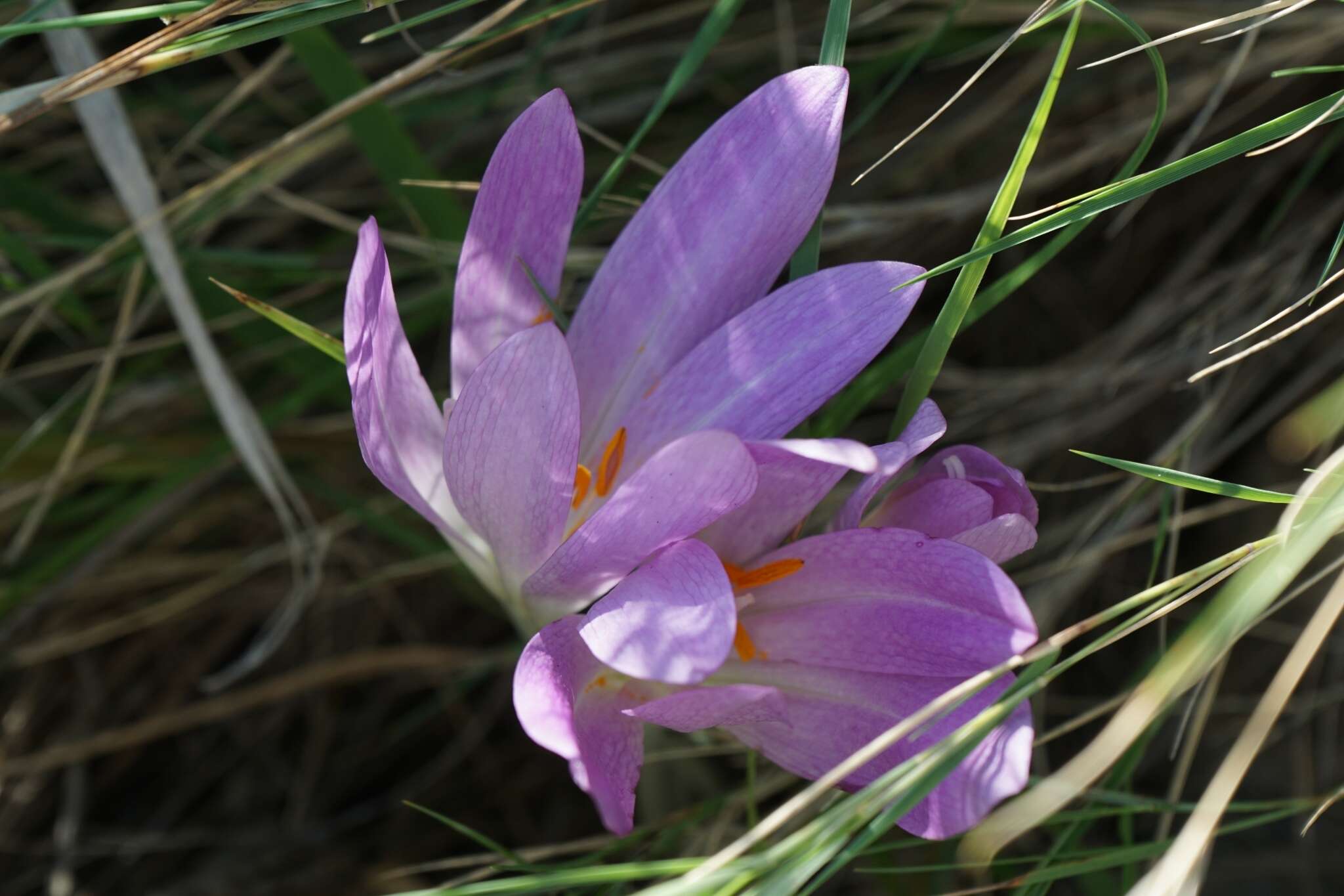 Image of Colchicum haynaldii Heuff.