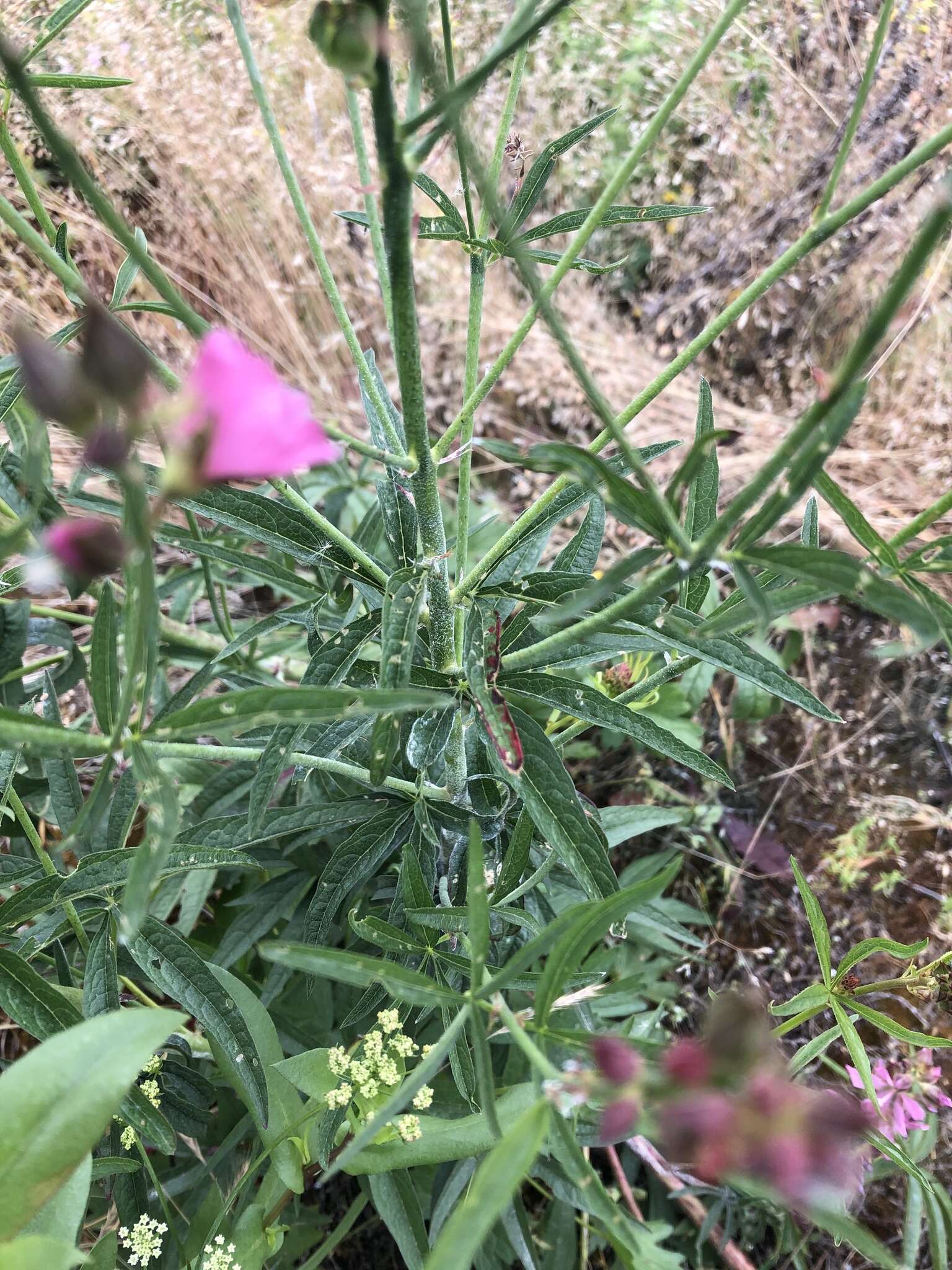 Image of dwarf checkerbloom