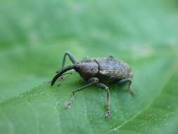 Image of Dorytomus longimanus (Forster & J. R. 1771)