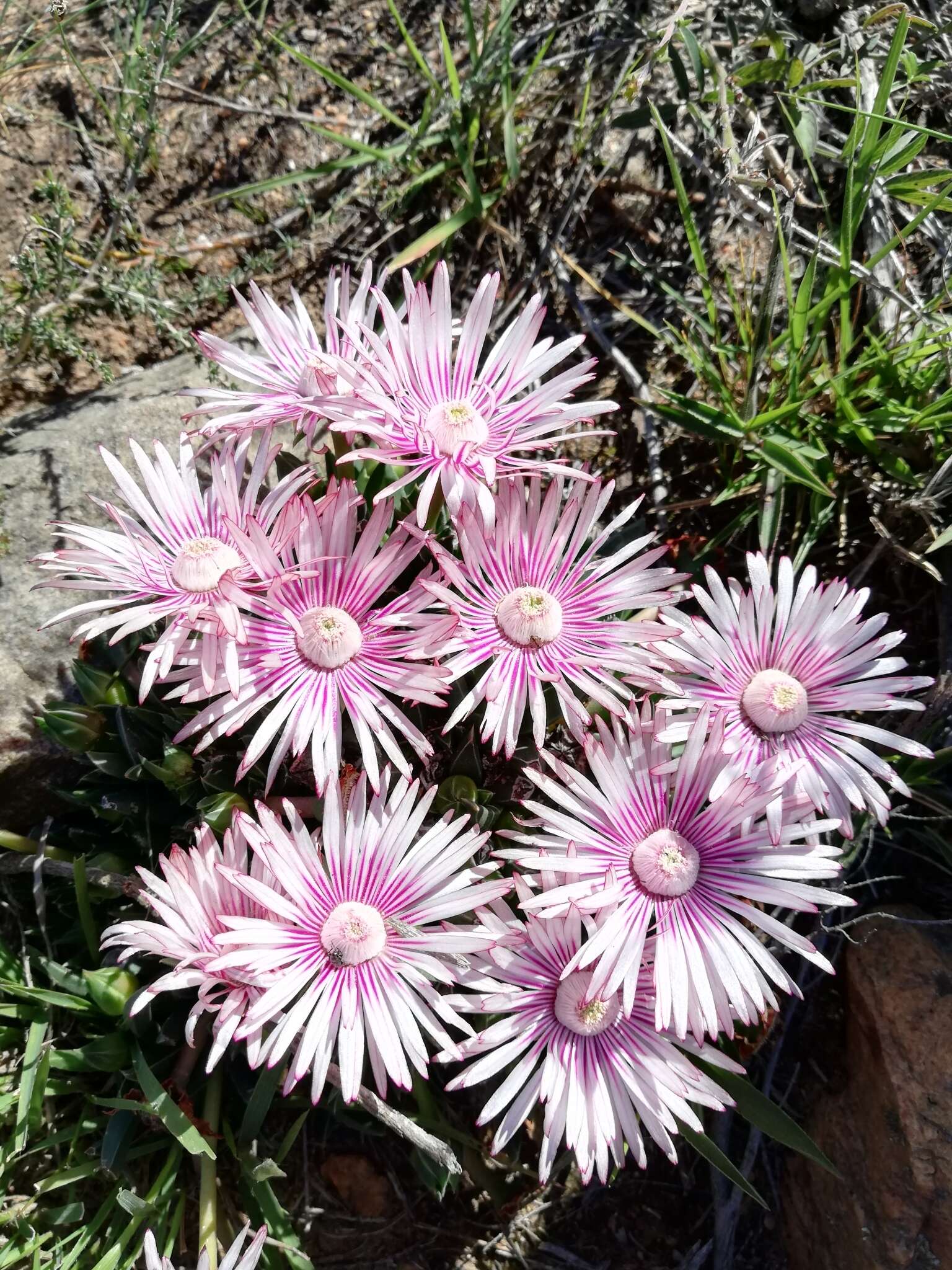 Acrodon bellidiflorus (L.) N. E. Br. resmi