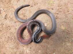 Imagem de Sibynophis melanocephalus (Gray 1835)