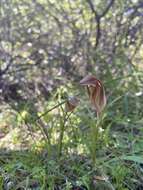 Image of Curled-tongue shell orchid