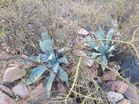 Image of Agave colorata Gentry