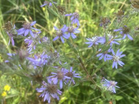 Image of Symphyotrichum plumosum (Small) Semple