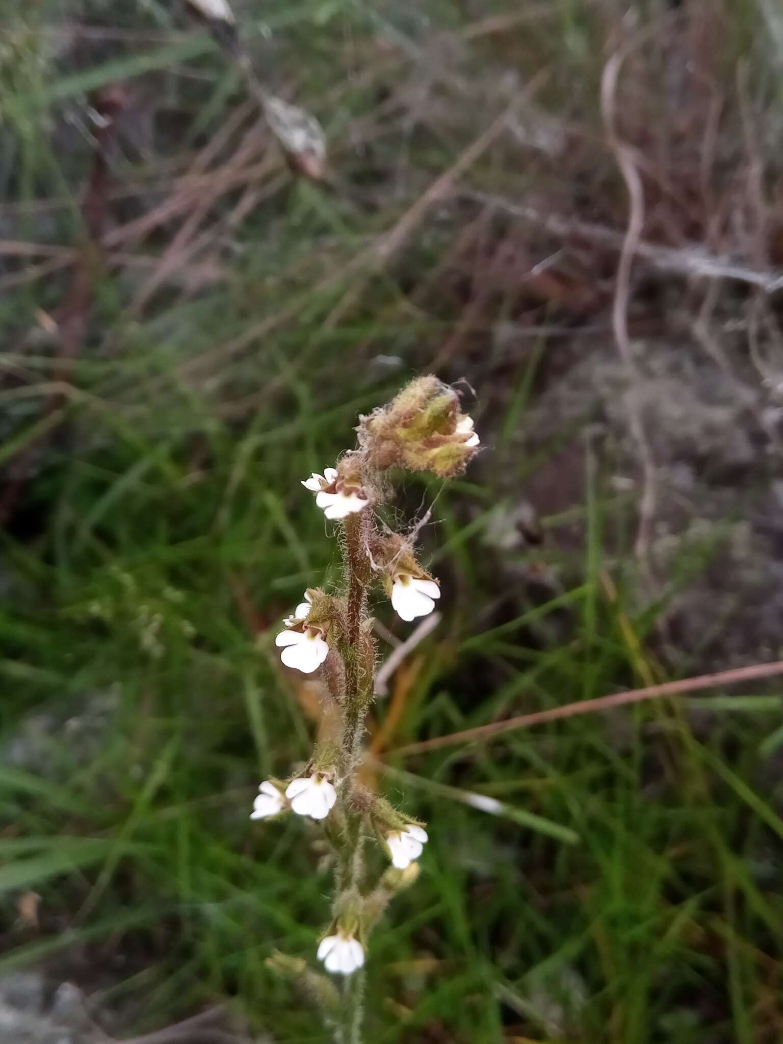 Cynorkis sacculata Schltr.的圖片