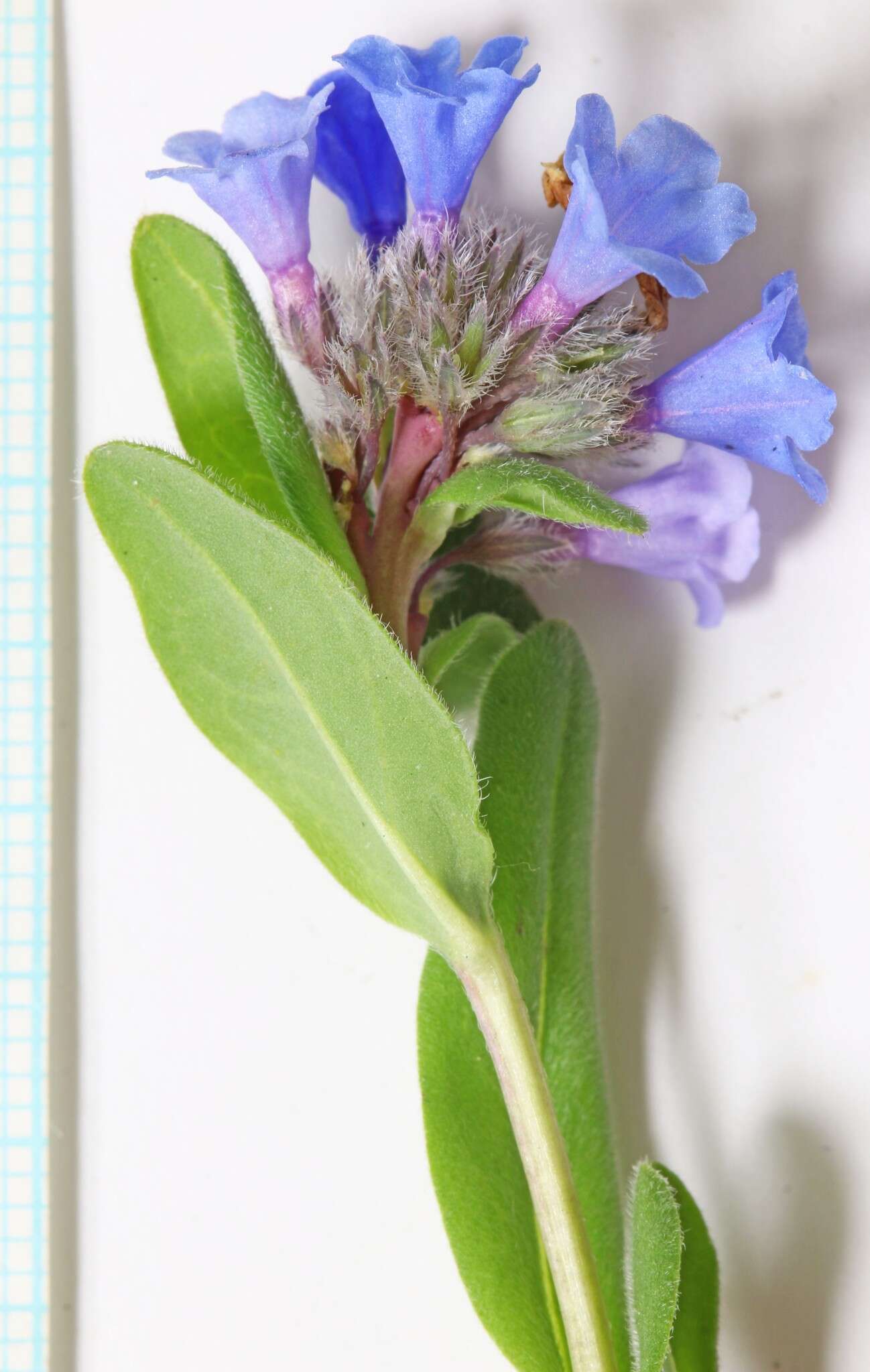 Image of shortstyle bluebells