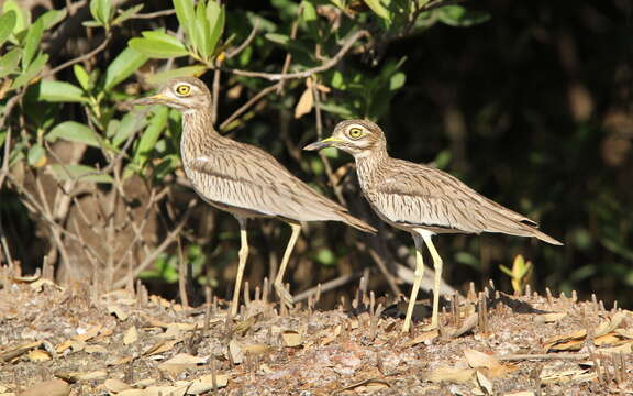 Image of Senegal Thick-knee