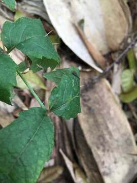 Aralia decaisneana Hance resmi