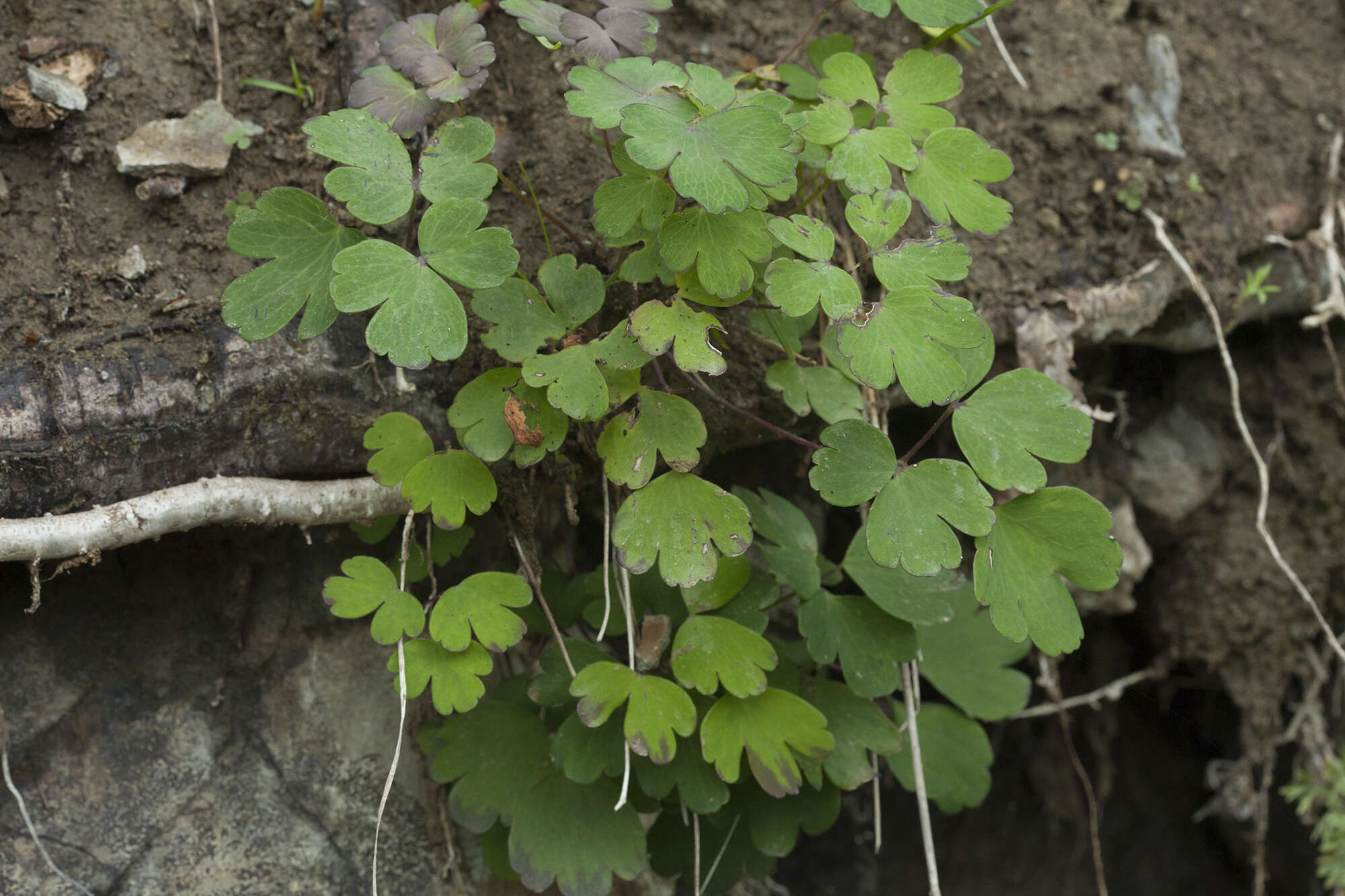 Image of Aquilegia parviflora Ledeb.