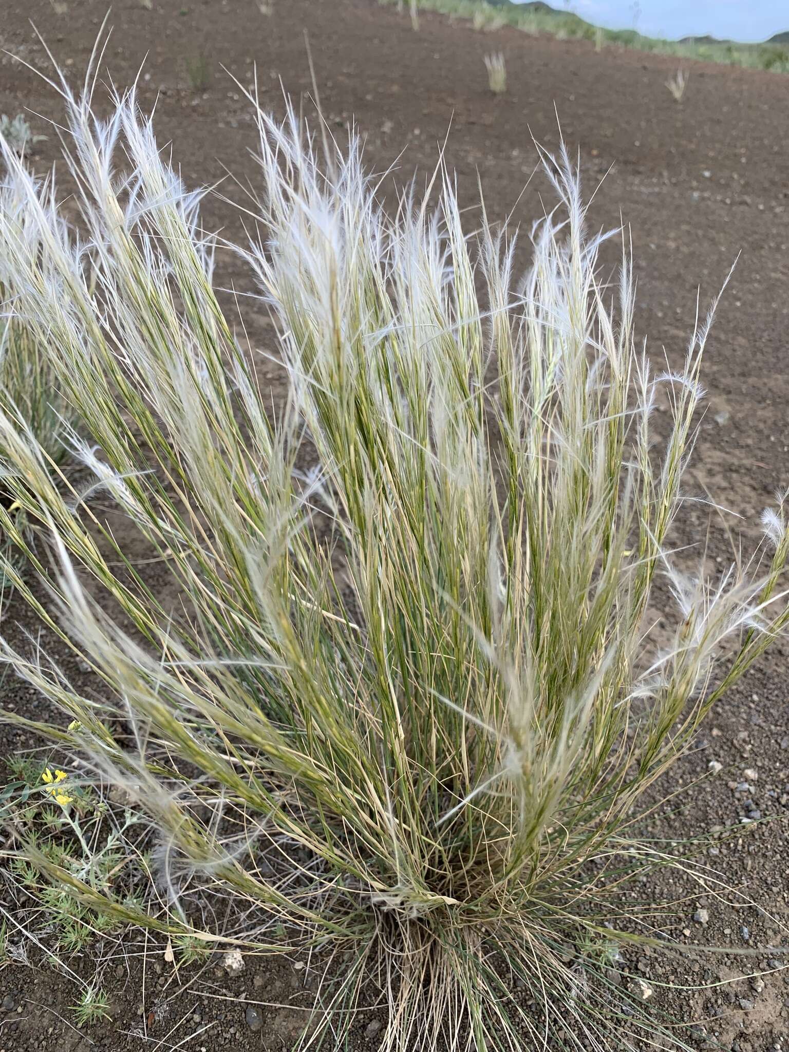 Stipa orientalis Trin.的圖片