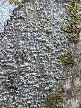 Image of wart lichen