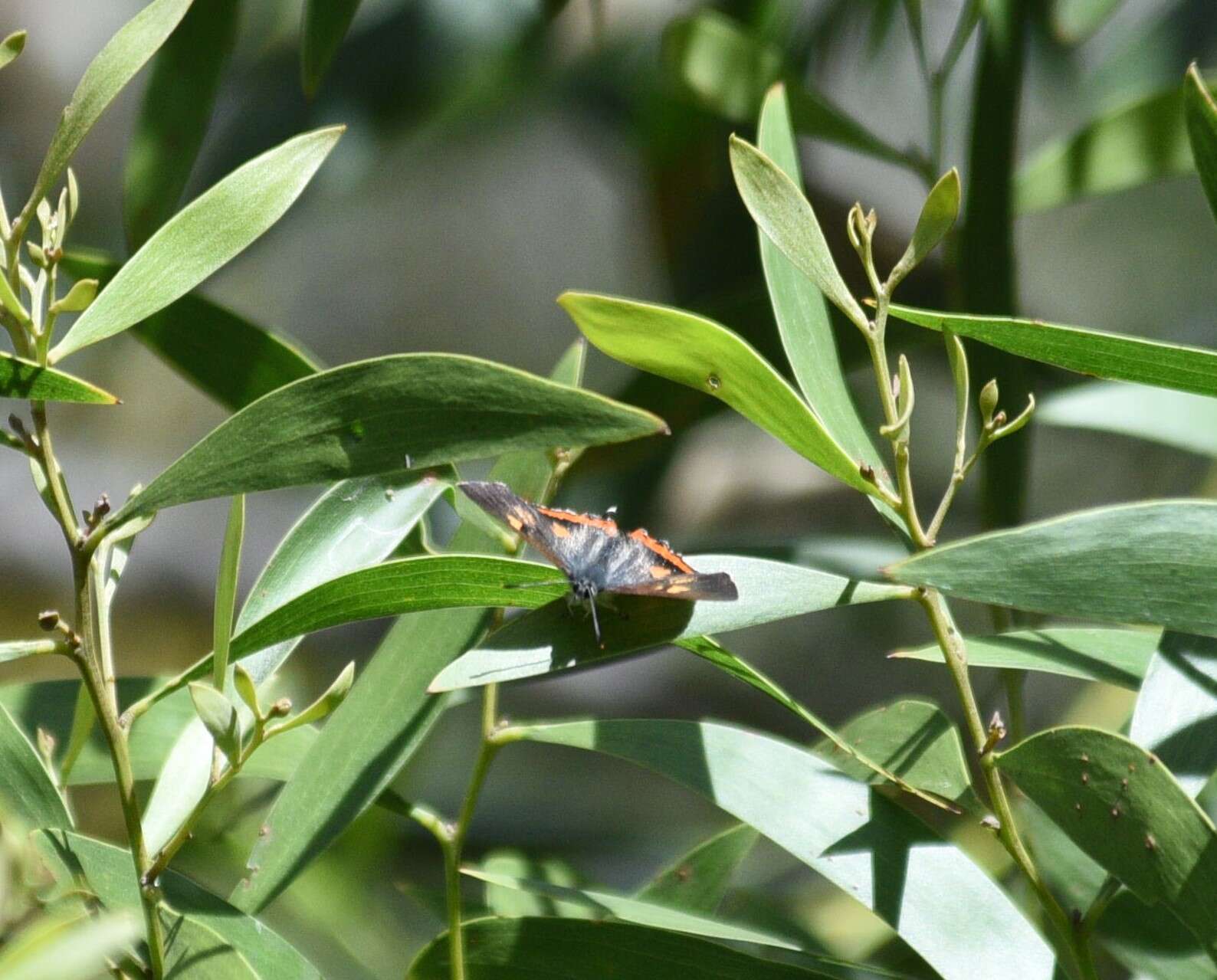 Imagem de Pseudalmenus chlorinda (Blanchard 1848)