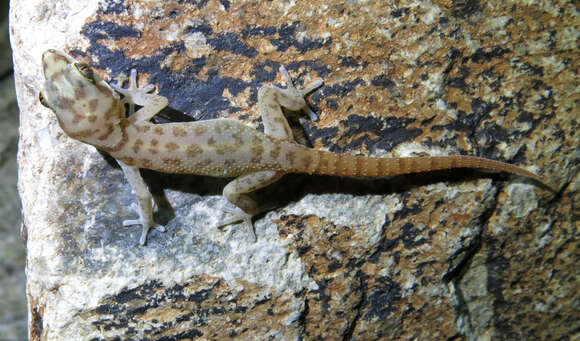 Image of Richtersveld Gecko