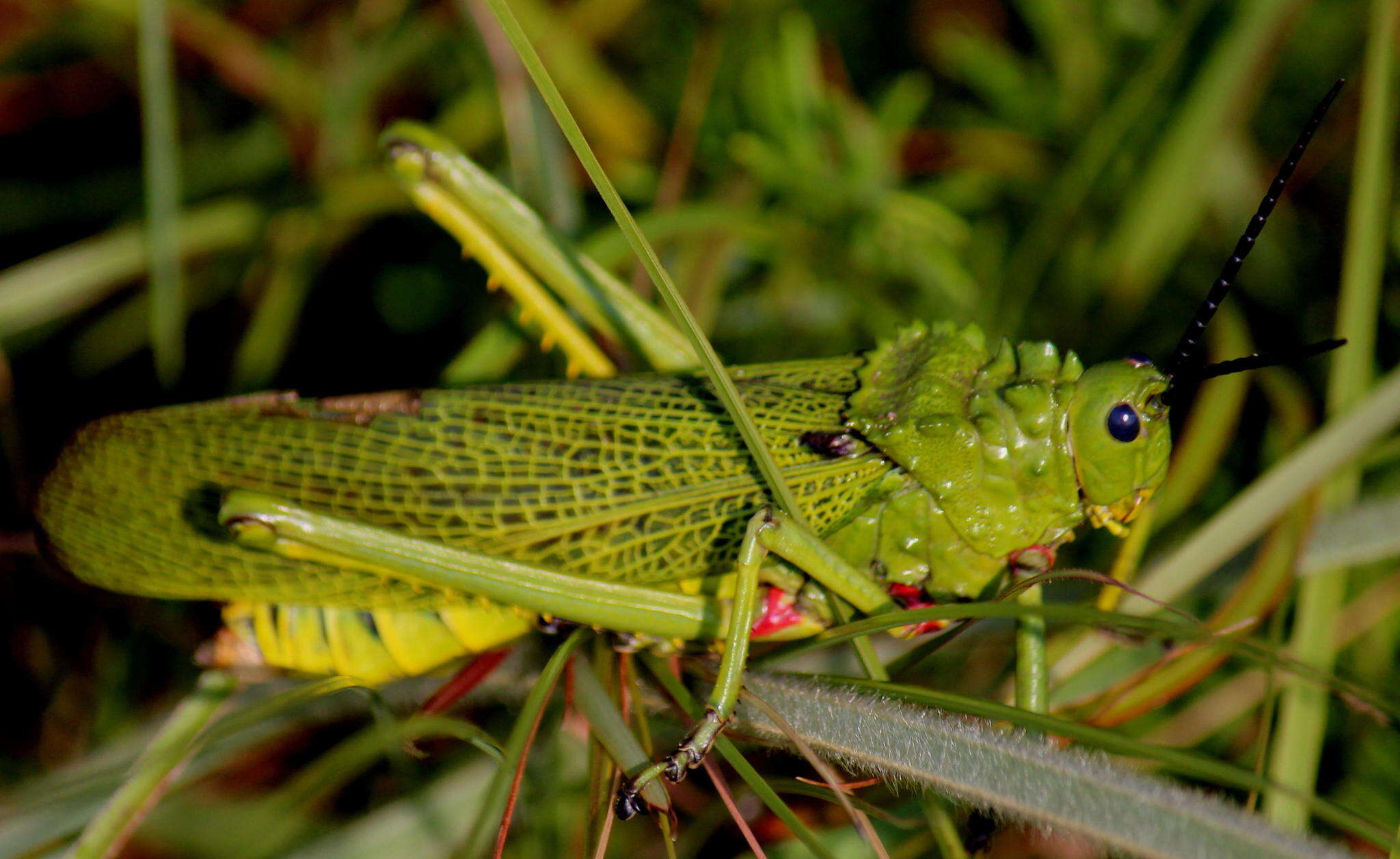 Plancia ëd Phymateus (Phymateus) viridipes subsp. viridipes Stål 1873