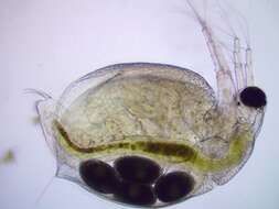 Image of Water flea