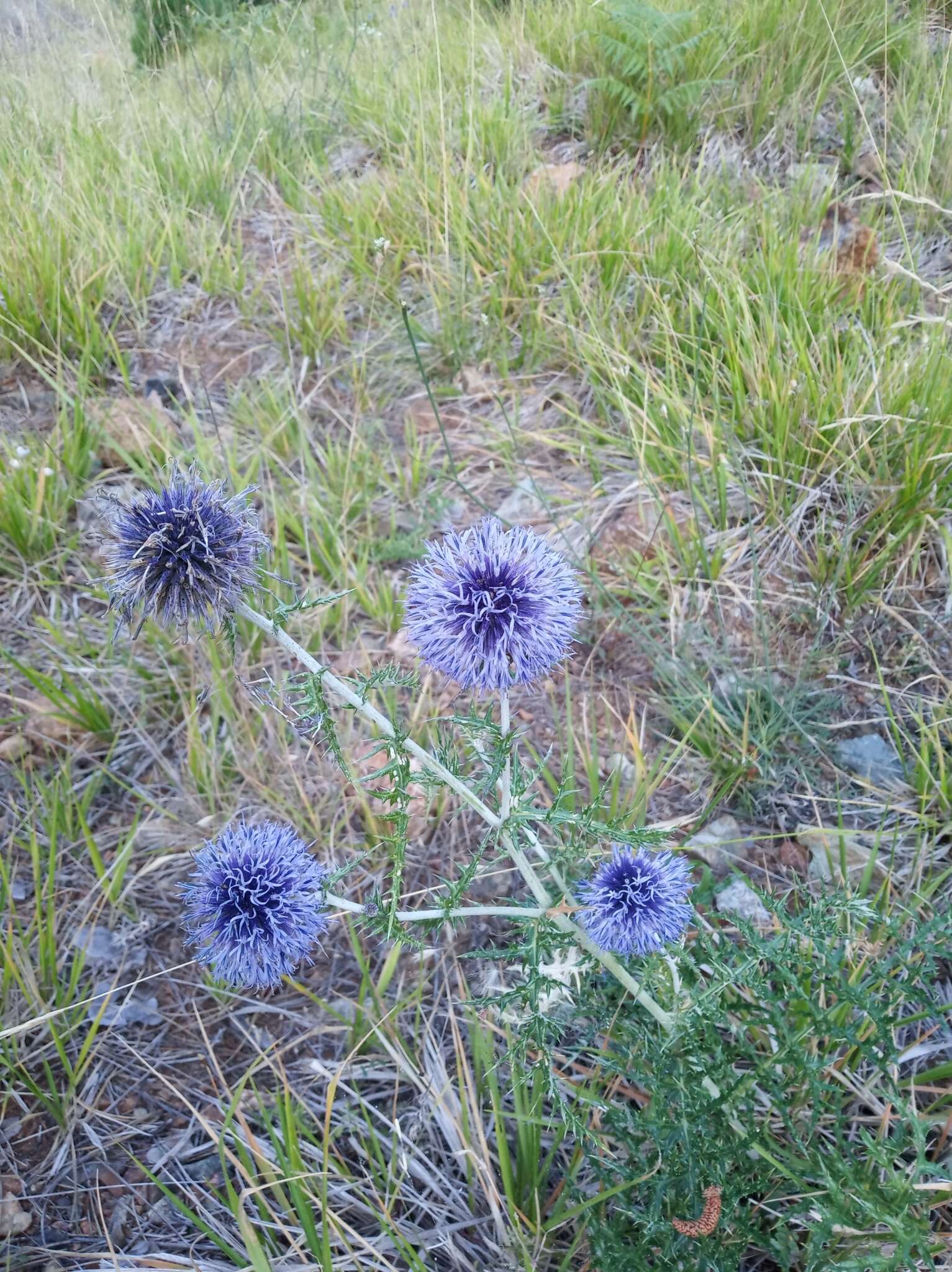 Image of Echinops ritro subsp. ritro