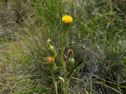 Слика од Senecio asperulus DC.