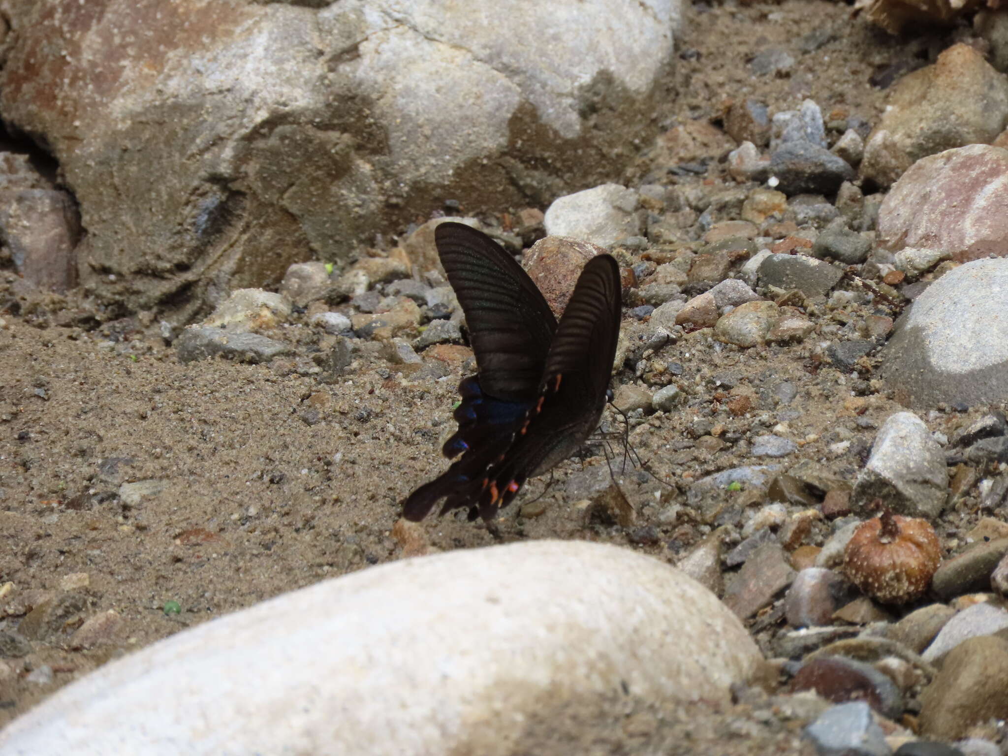 Image of <i>Papilio bianor thrasymedes</i>