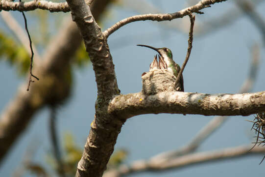 Image of Green-breasted Mango