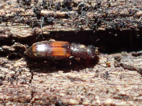 Image of Hesperobaenus abbreviatus (Motschulsky 1845)