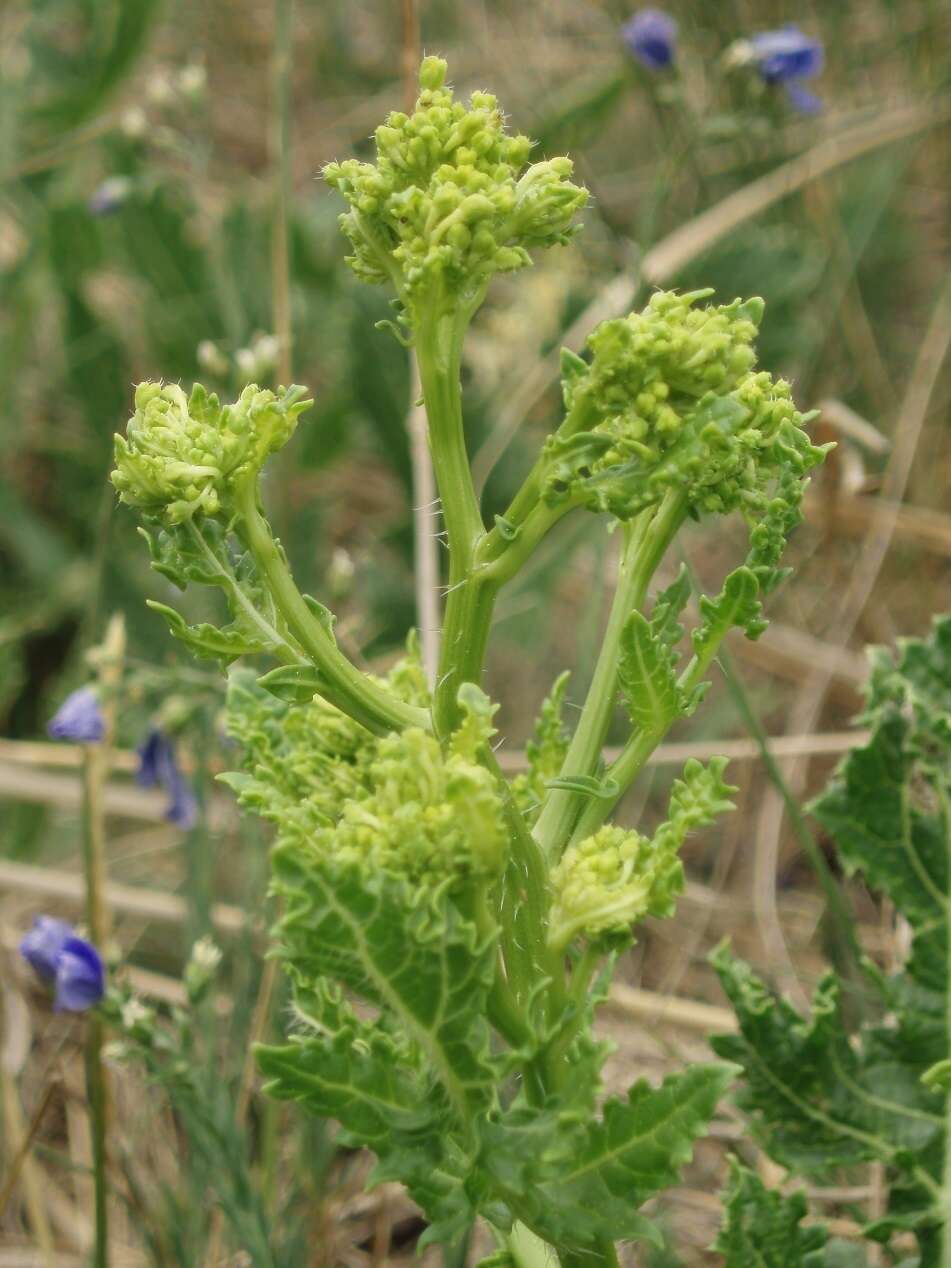 Image of perennial bastardcabbage