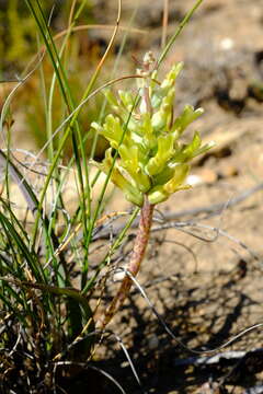 Image of Lachenalia orchioides (L.) Aiton