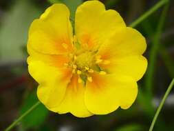 Imagem de Potentilla stolonifera Lehm. ex Ledeb.