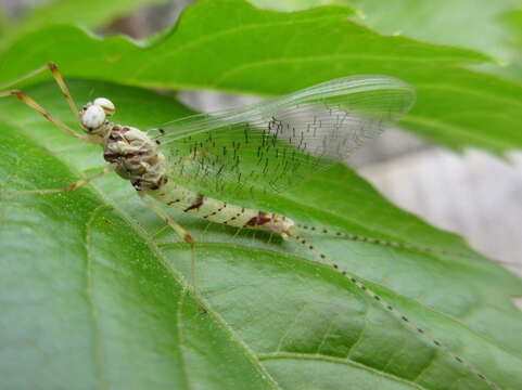 Image of <i>Ecdyonurus levis</i>