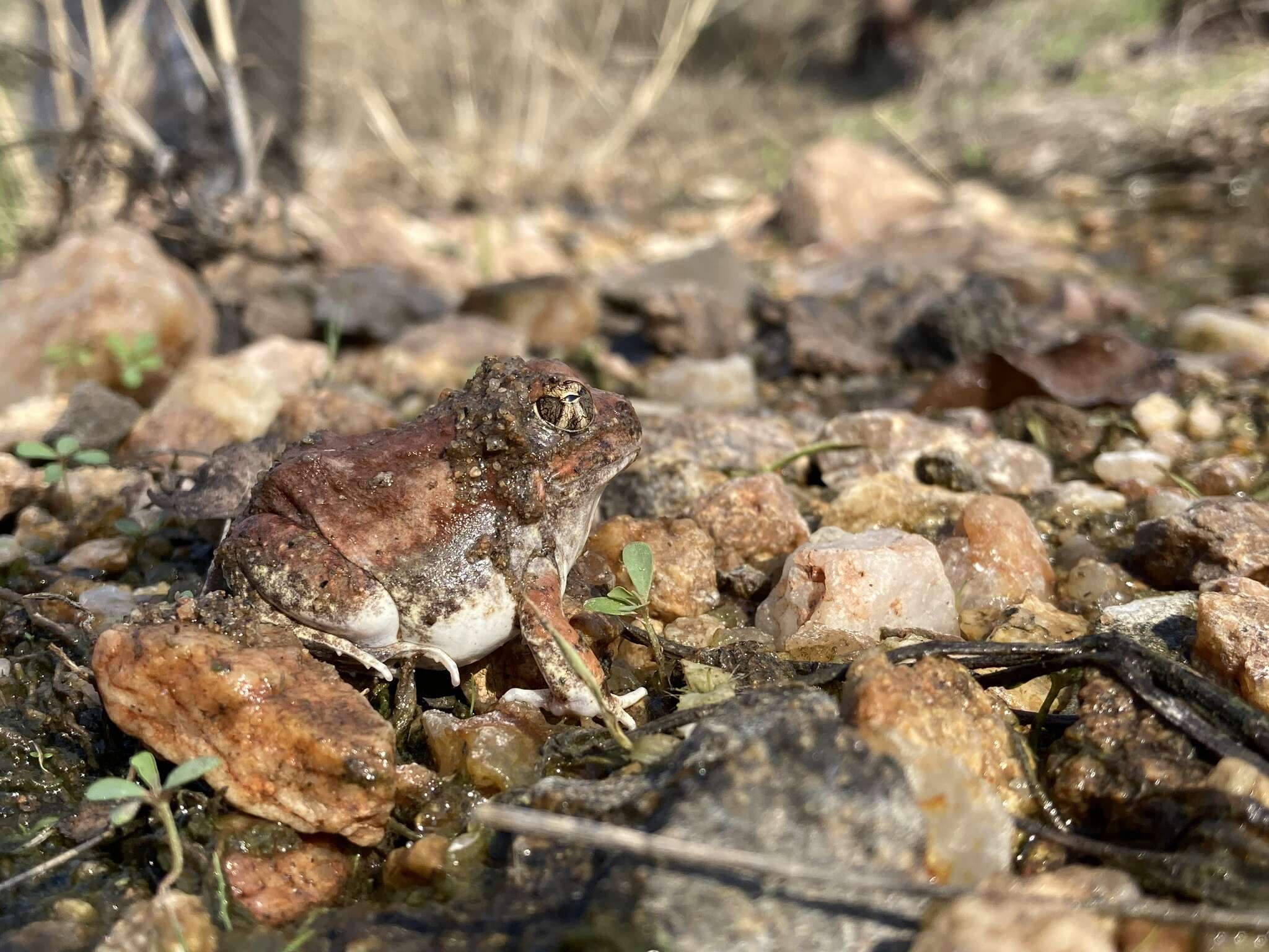 Image of Marbled Sand Frog