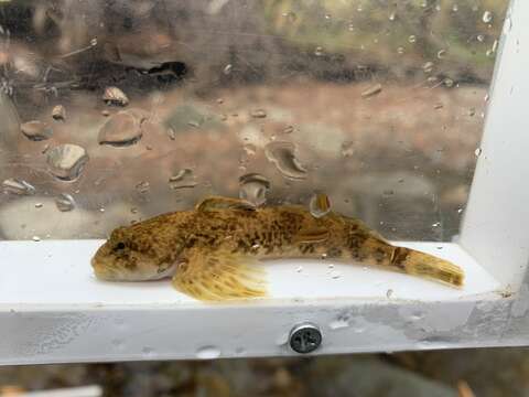 Image of Slimy Sculpin